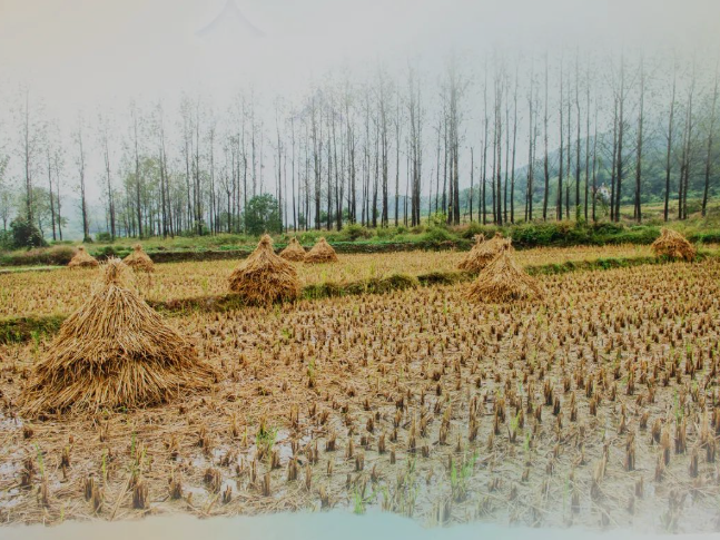 肥土不废，，，，，，沃土“搬家”