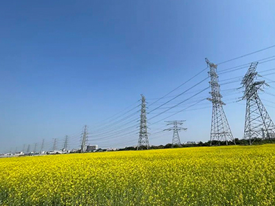 万利国际官网妄想丨央视点赞东莞厚街复耕良田盛开迎春花！