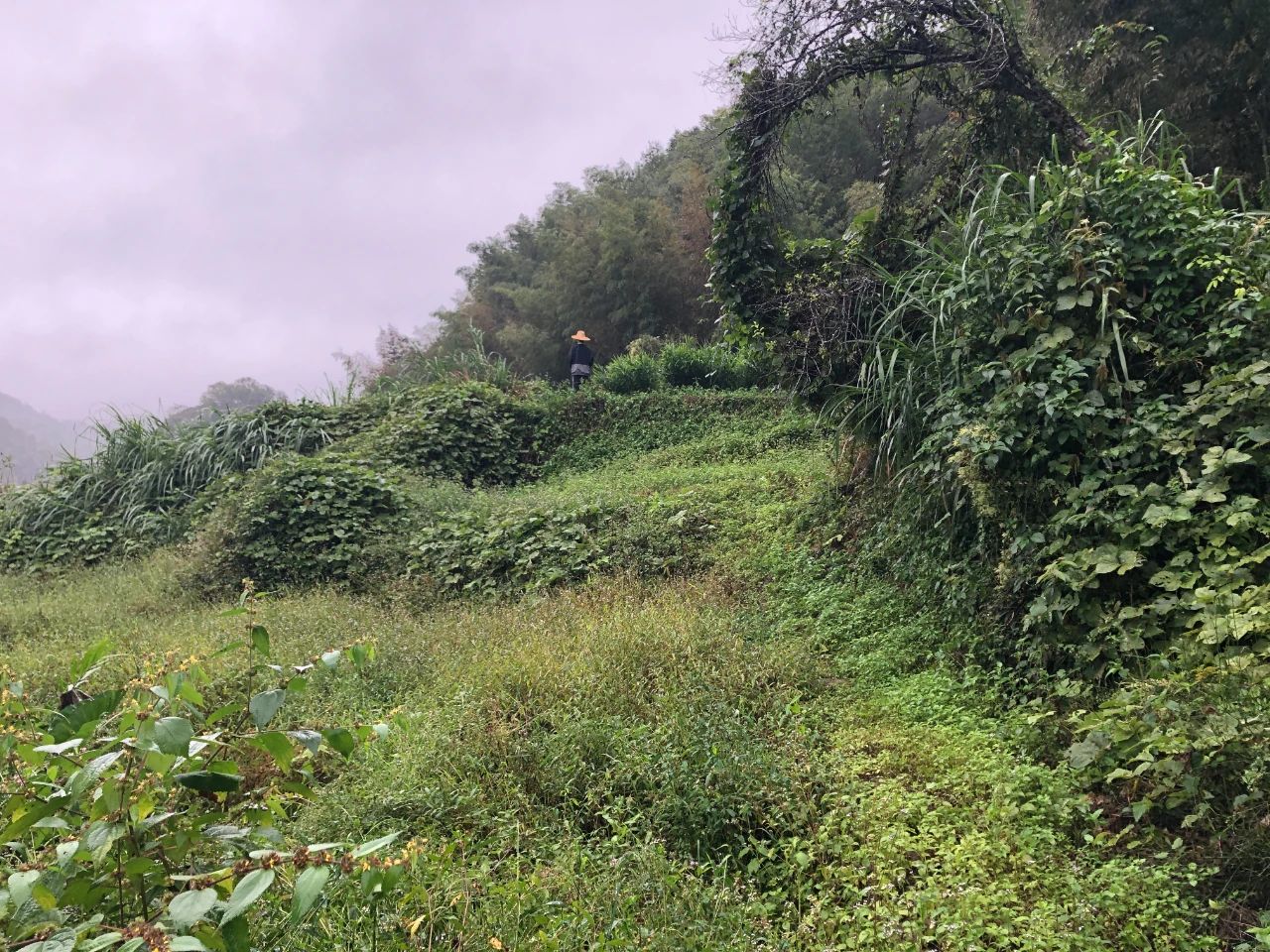 万利国际官网妄想 | 我司土地整治项目二次荣登央视，，，，，荒地变良田，，，，，智绘好丰景